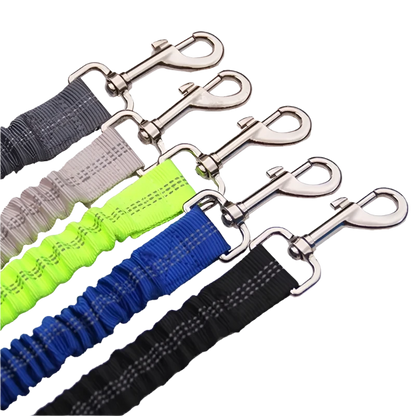 Dog Seat Belt